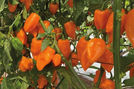 Chile Habanero Naranja KS-1623-61 Sobre 1 millar