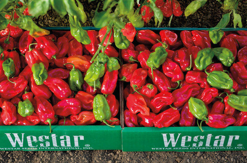 Chile habanero Máximo Sobre 1 Millar