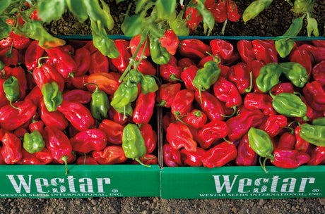 Chile habanero Máximo Sobre 1 Millar