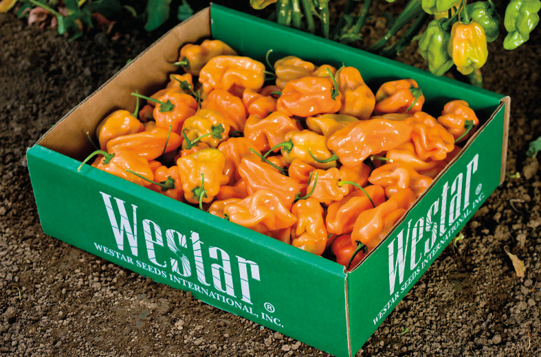 Chile Habanero Naranja Prime 1 Millar. Lote con 20% de plantas fuera de tipo.