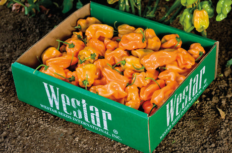 Chile Habanero Naranja Prime 1 Millar. Lote con 20% de plantas fuera de tipo.