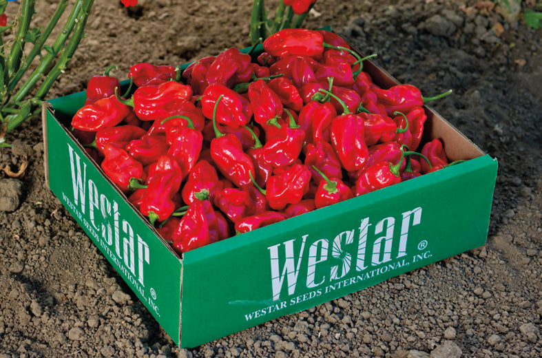 Chile Habanero Rojo Vesuvio sobre 1 millar