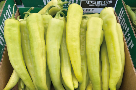 Chile Hot Banana Patron WS-4728 Sobre 1 Millar