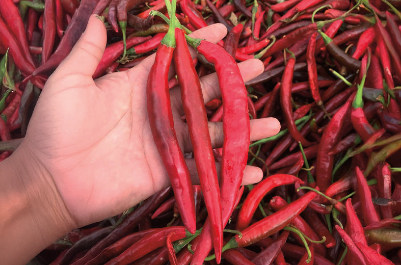 Chile Puya Caudillo Sobre 25 Millares