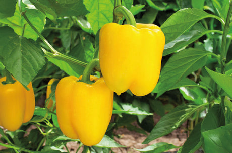 Pimiento amarillo Stephania Sobre 1 millar