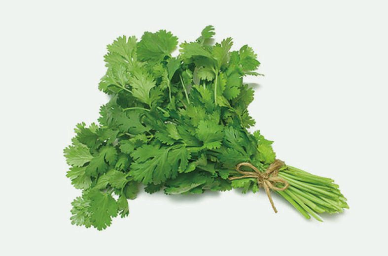 Cilantro Marrueco entero Saco 10 Kg