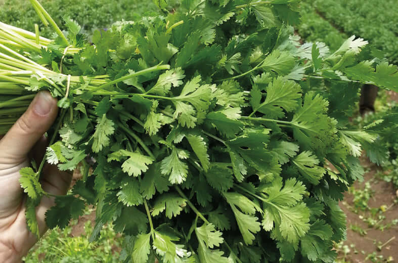 Cilantro Marrueco entero Saco 10 Kg. Descuento 5% (se aplica en el carrito)