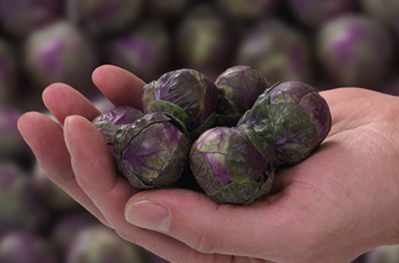 Col de Bruselas Redarling Sobre 100 millares sin tratamiento. Descuento 25% (se aplica en el carrito)