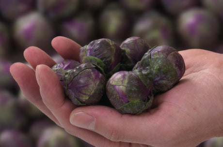 Col de Bruselas Redarling Sobre 100 millares sin tratamiento. Descuento 25% (se aplica en el carrito)