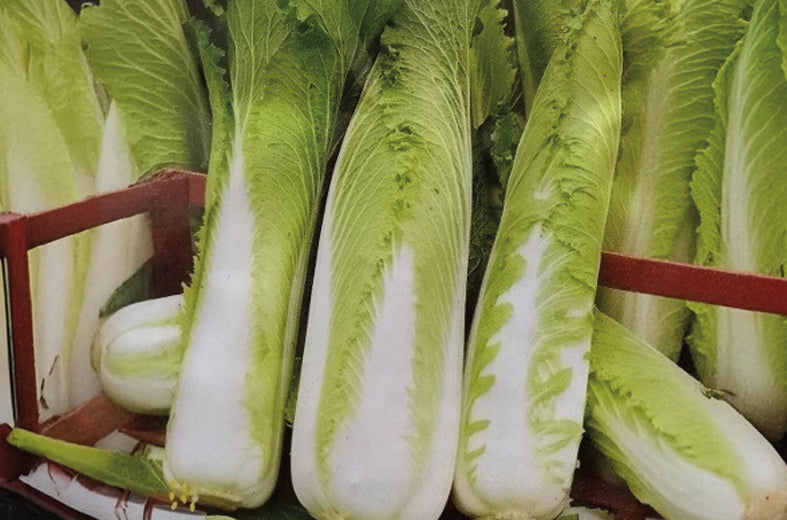 Col China Michilini Sobre 1 Lb