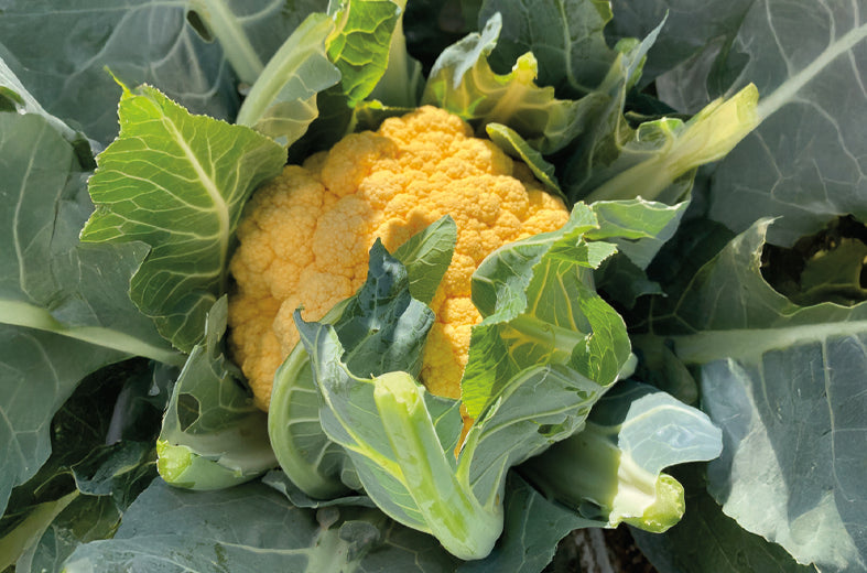 Coliflor Amarilla Flamestar sobre 5 millares