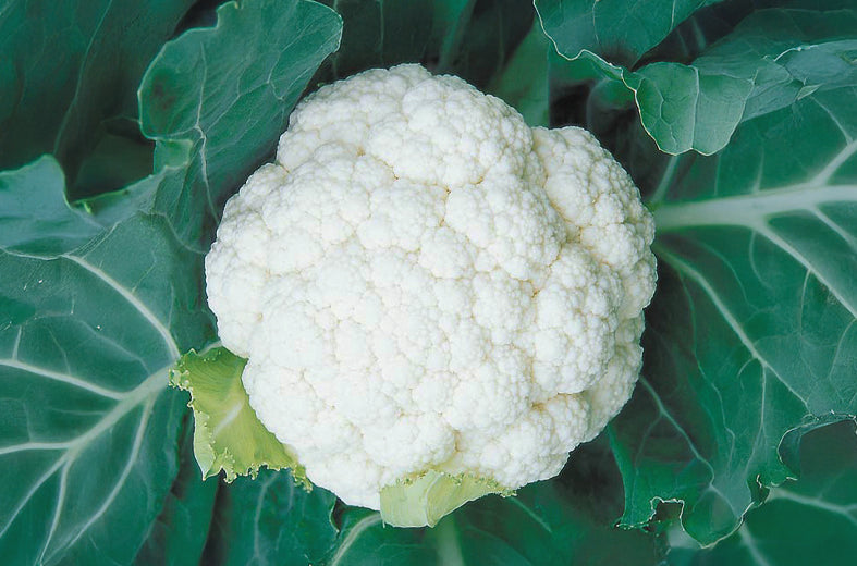 Coliflor Shasta Sobre 100 Millares. Descuento 3% (se aplica en el carrito)