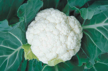 Coliflor Shasta Sobre 100 Millares. Descuento 3% (se aplica en el carrito)