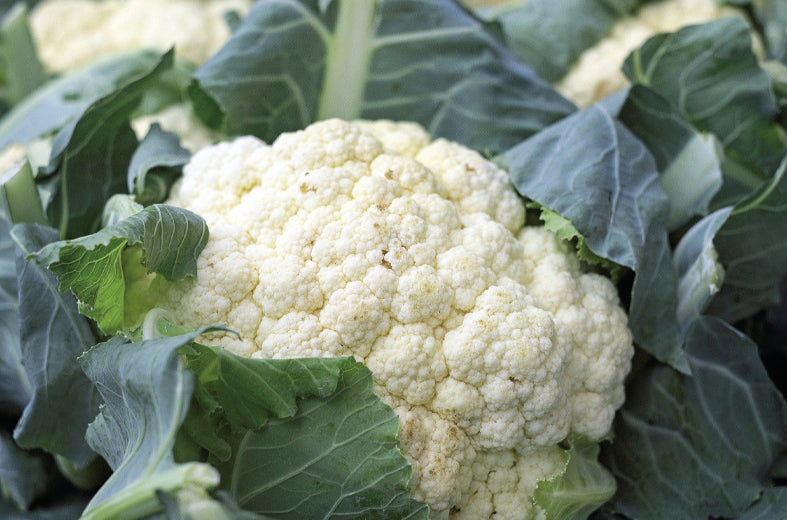 Coliflor Snowball Sobre 1 Lb