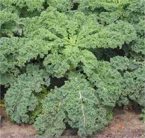 Kale Verde Green Curly Sob 1 Lb