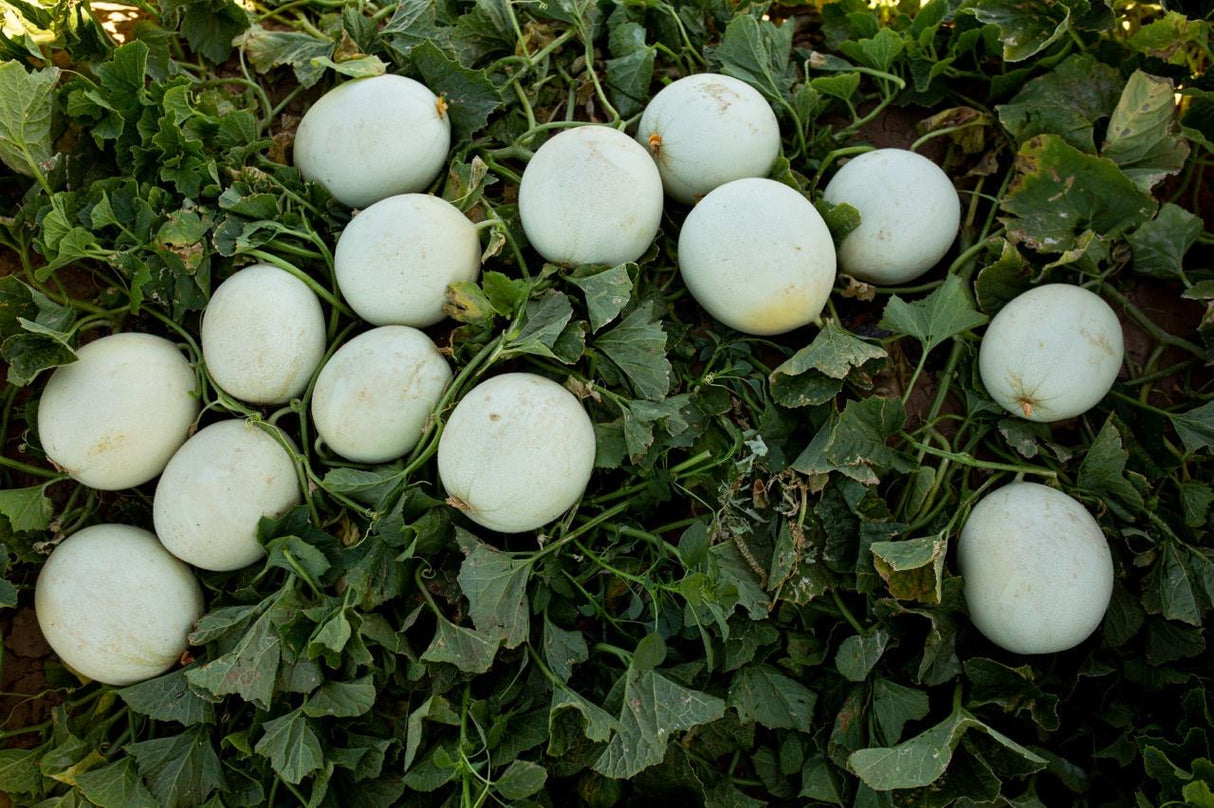 Melón Perla Verde Sobre 10 Millares