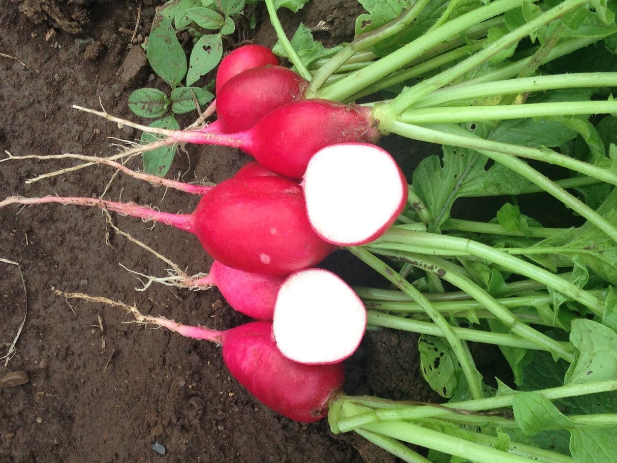 Rabano Ruby Saco 10 Kg