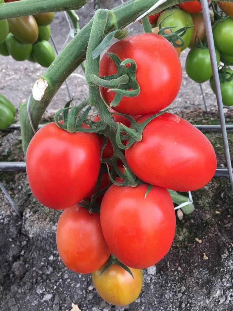 Tomate Mision Sobre 1 Millar