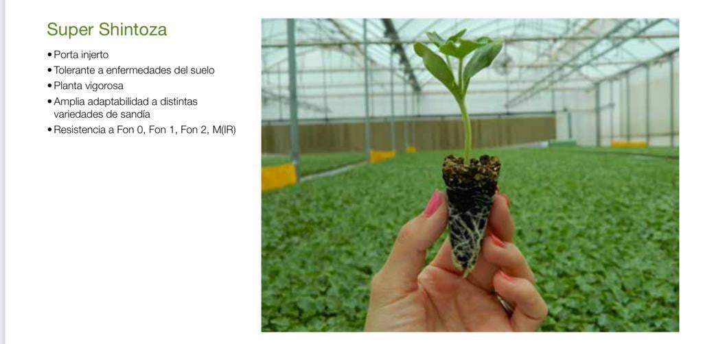 Porta Injerto Super Shintosa 1 Millar