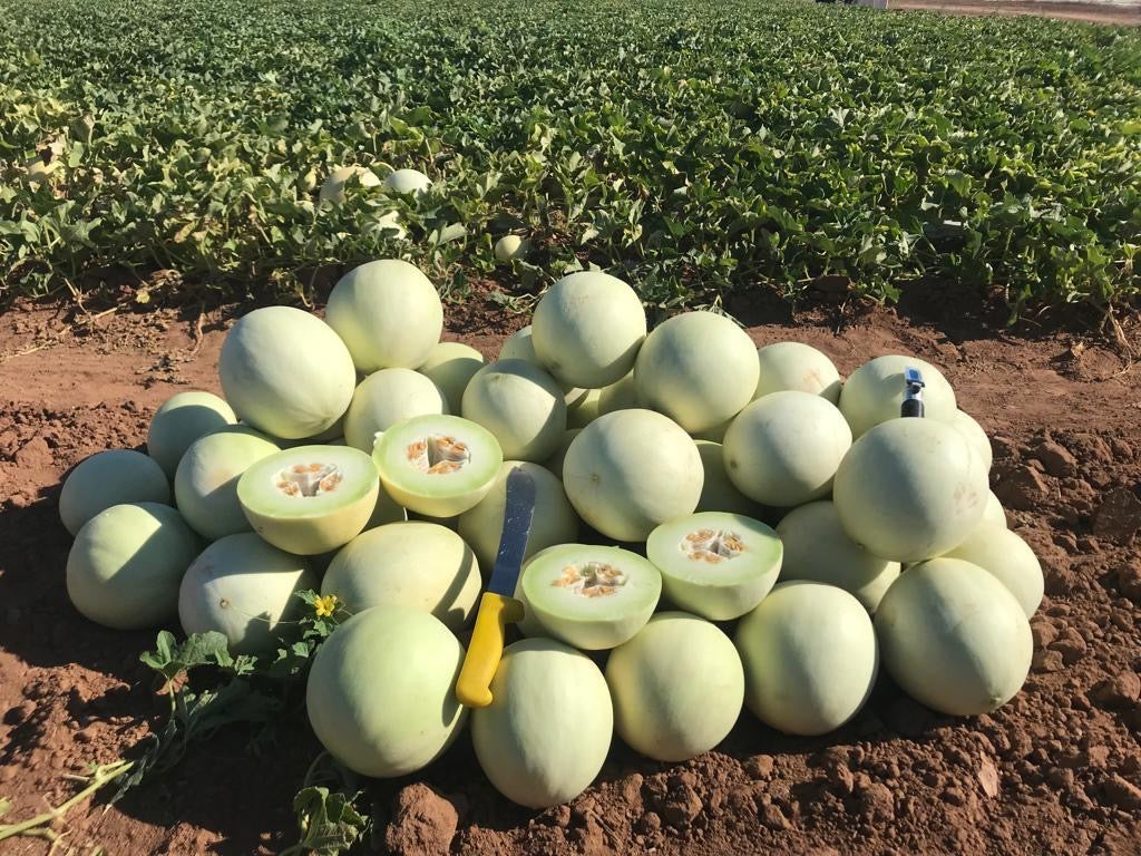 Melón Perla Verde Sobre 10 Millares