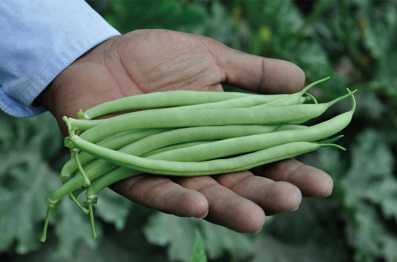 Ejote Strike Saco 50 Lb King Seeds