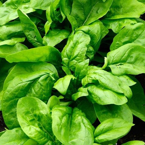 Espinaca Viroflay Saco 50 Lb