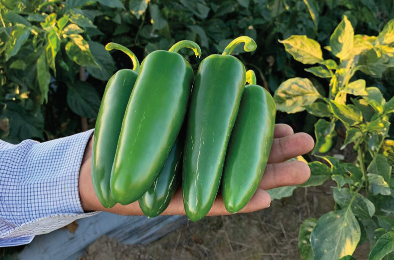 Chile Jalapeño Tizoc sobre 10 millares