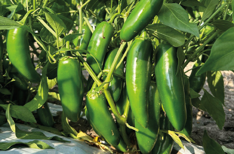 Chile jalapeño Tlapaneco Sobre 2 millares