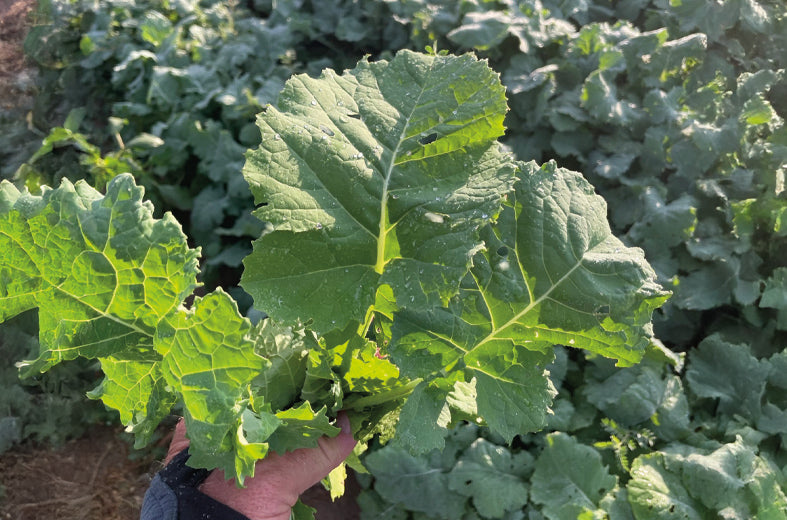 Kale Dwarf Siberian Improved Plain Sobre 1 Lb