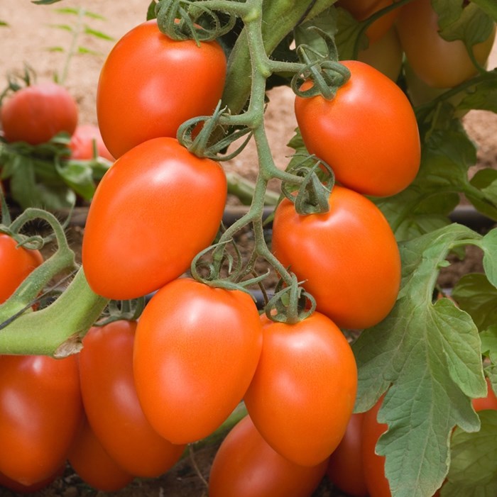 Tomate Kilates Sobre 1 Millar Descuento 25% (se aplica en el carrito)
