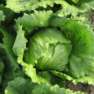 Lechuga Coolguard Sobre 25 millares