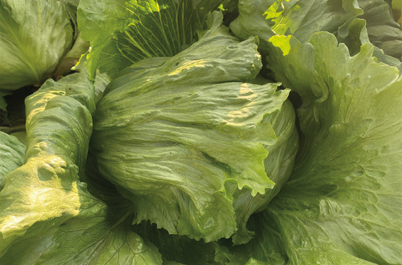 Lechuga Ice Agata Sobre 25 millares peletizada