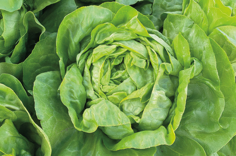 Lechuga Solan sobre 25 millares