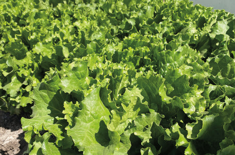 Lechuga Starstruck Sobre 25 millares sin tratamiento peletizada primed