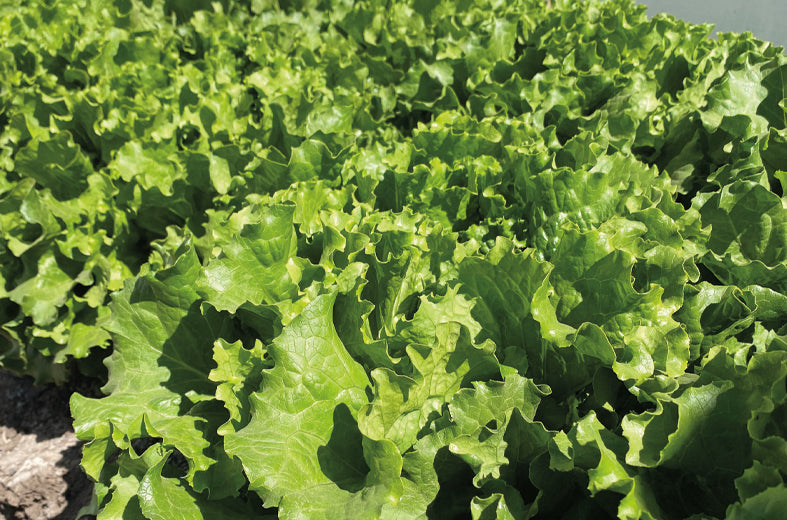 Lechuga Starstruck Sobre 25 millares sin tratamiento peletizada primed