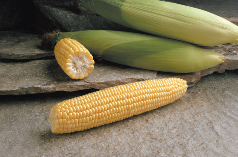 Maíz amarillo super dulce GSS 1453 Saco 100 millares