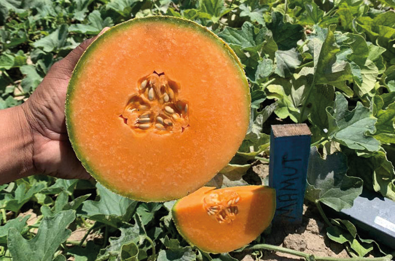 Melon Mamut Sobre 15Millar