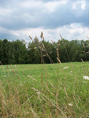 Pasto Orchardgrass Saco 50 Lb