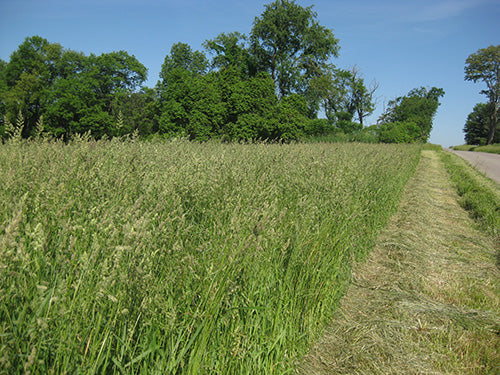 Pasto Orchardgrass Saco 50 Lb