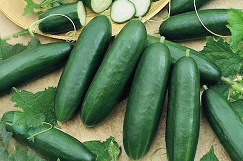 Pepino Poinsett 76 Sobre 1 Lb