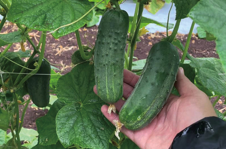 Pepino Pickle Super Max Sobre 15 Millares