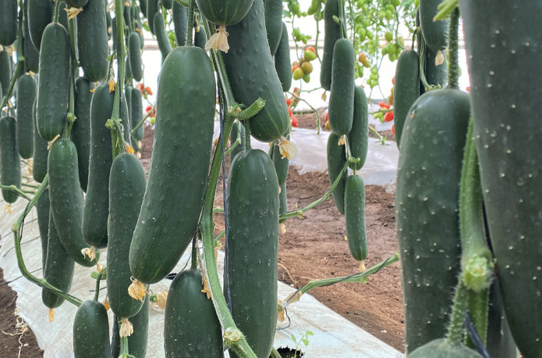 Pepino UG-704 Sobre 1 millar