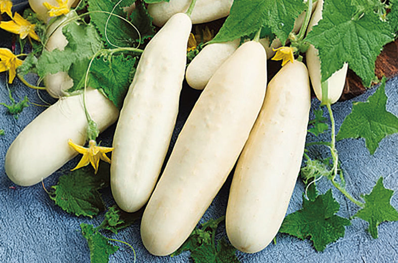 Pepino White Wonder Sobre 1 Lb