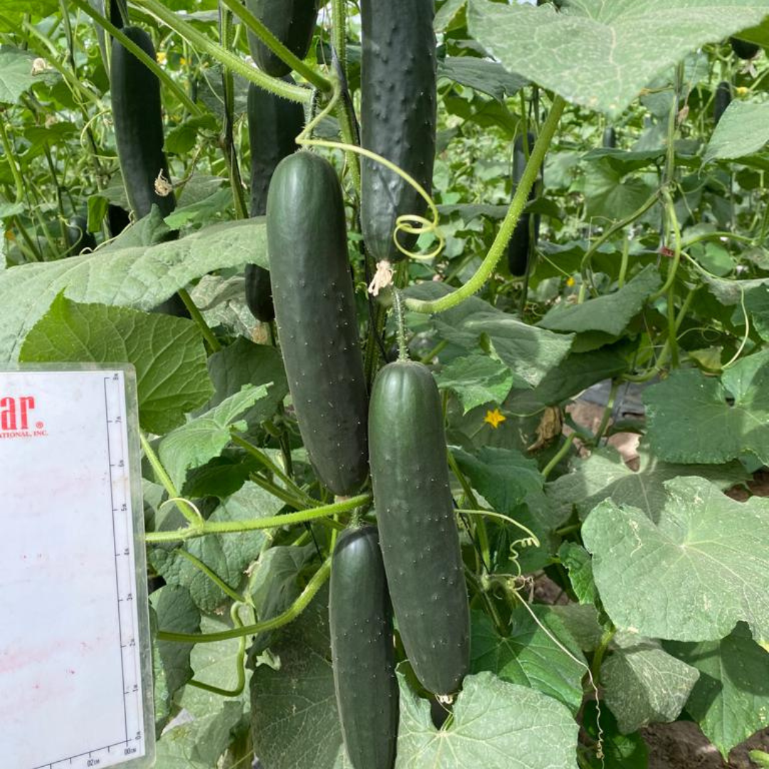 Pepino (7840) Anaconda Sobre 1M