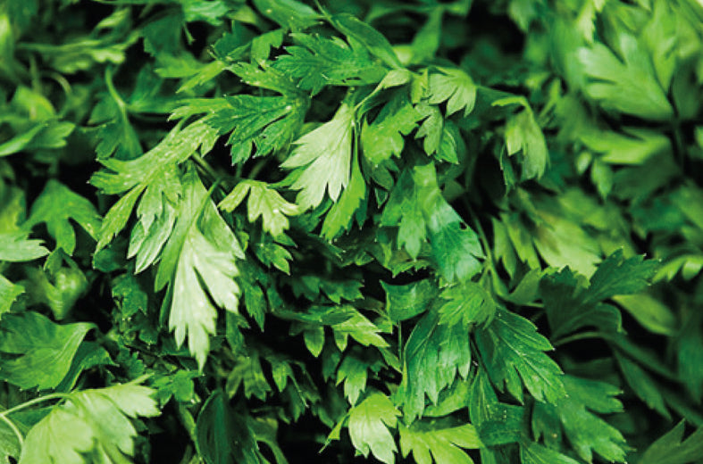 Perejil Italian Dark Green Saco 25 Lb