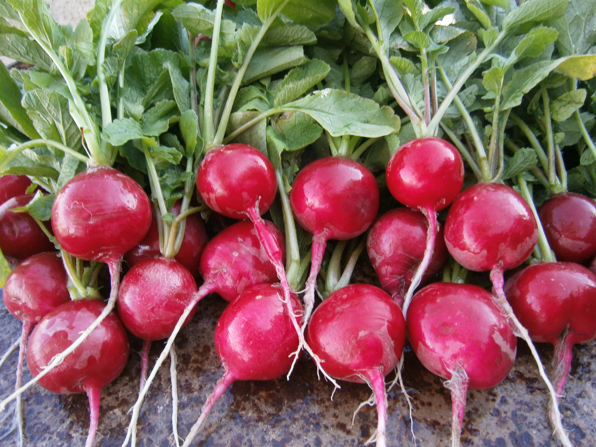 Rabano Ruby Saco 10 Kg