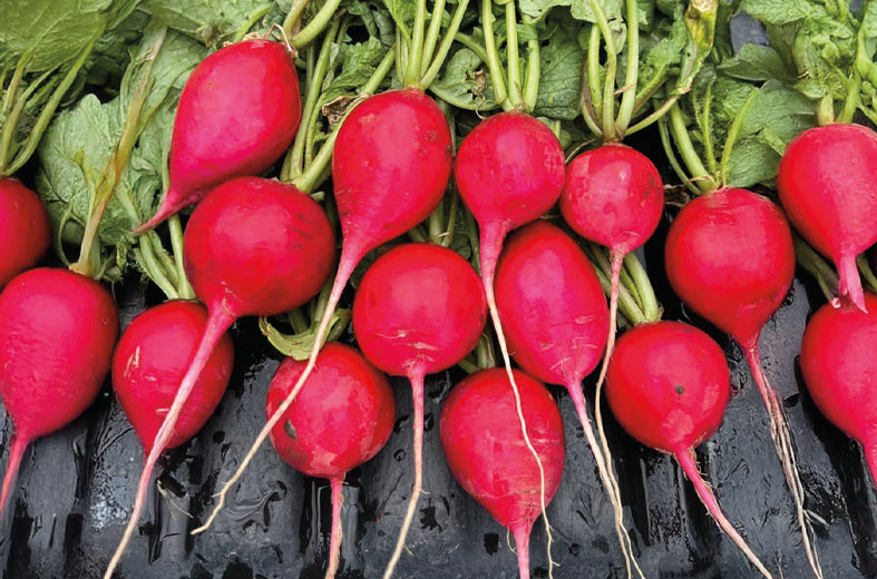 Rabano Red Jasper Saco 10 Kgs