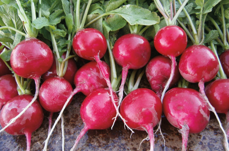 Rábano Ruby sobre 1 Lb