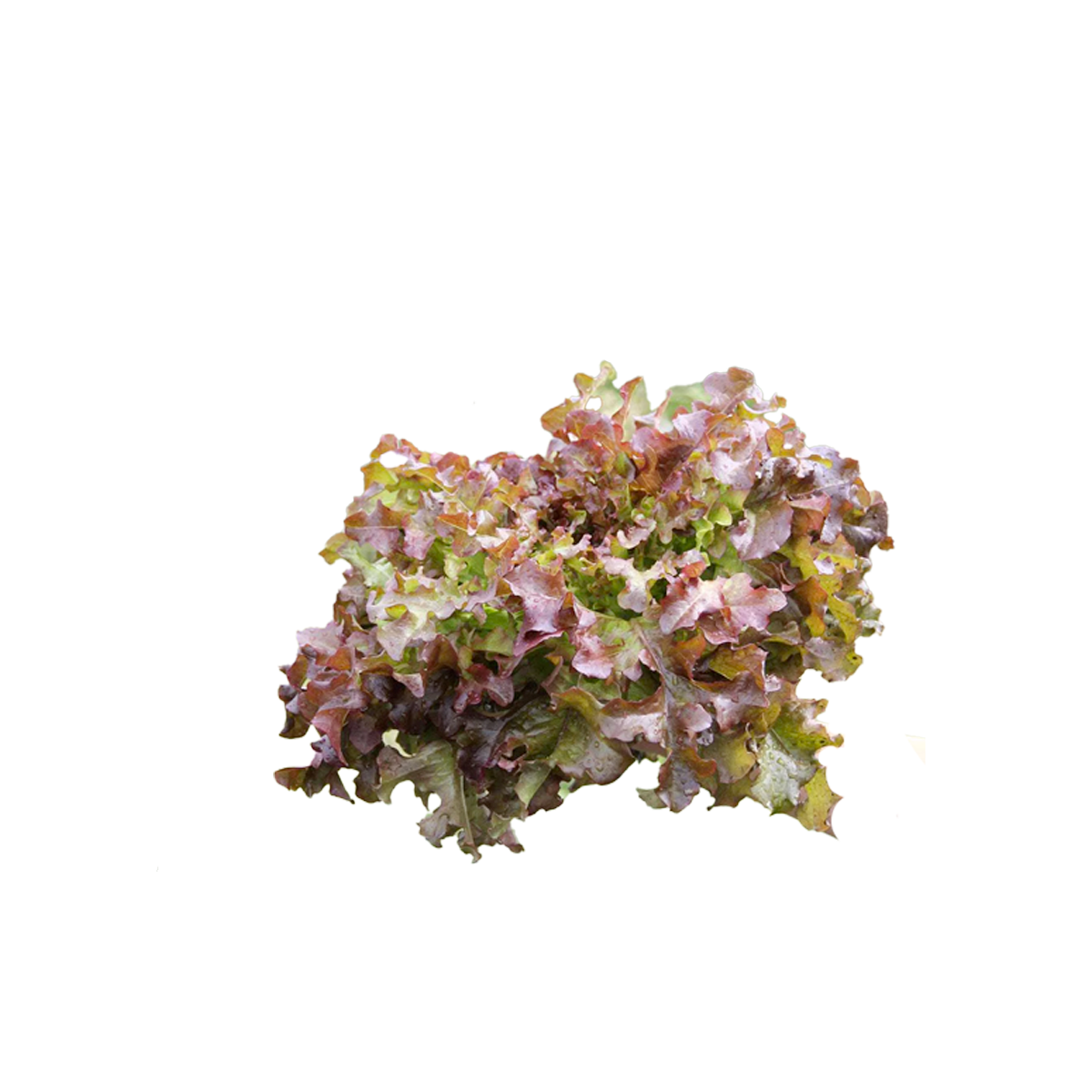 LECHUGA RED BOWL SALAD SOB 1LB