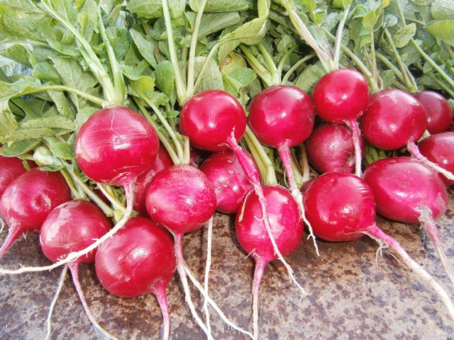 Rábano Ruby sobre 1 Lb